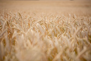 Want to make a competition-winning rye whisky?