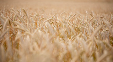 Want to make a competition-winning rye whisky?