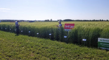 Who Will Save the (Malt Barley) Otters?