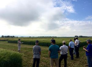 Malt barley breeding in Alberta is in grave danger.