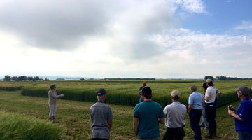 Malt barley breeding in Alberta is in grave danger.