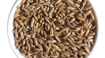 Malt of the Month March 2023: Malted Oats
