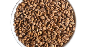 Malt of the Month February 2023: Wheat