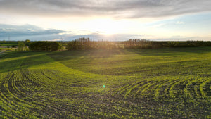 Italian Pilsner Made with Red Shed