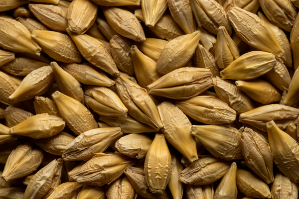 Raw Barley